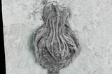 Crinoid (Platycrinites) Fossil - Crawfordsville, Indiana #125918-1